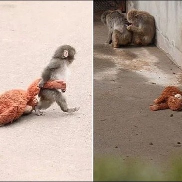 Anche IKEA riprende la storia di Punch, il macaco che abbraccia il peluche