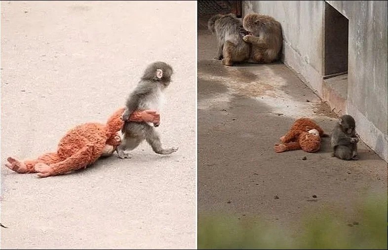 Anche IKEA riprende la storia di Punch, il macaco che abbraccia il peluche