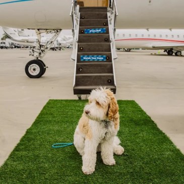 BARK Air, la compagnia aerea dedicata ai nostri amici a quattro zampe con prezzi da jet privato