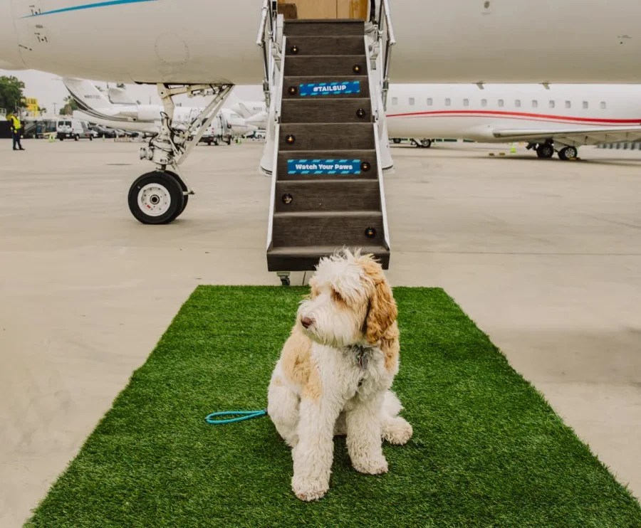 BARK Air, la compagnia aerea dedicata ai nostri amici a quattro zampe con prezzi da jet privato