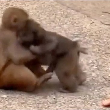 punch ha una fidanzata (1)