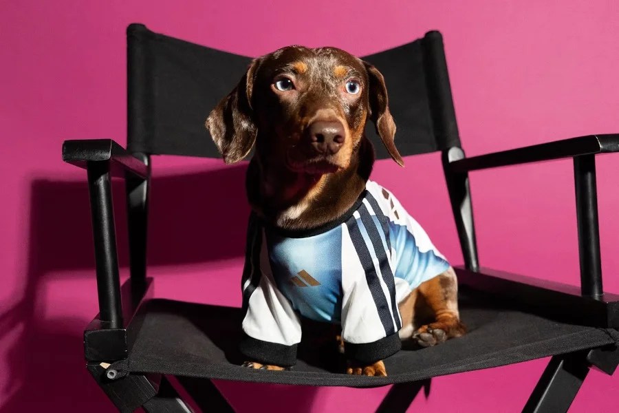 adidas ha creato maglie delle nazionali per i cani per i Mondiali 2026