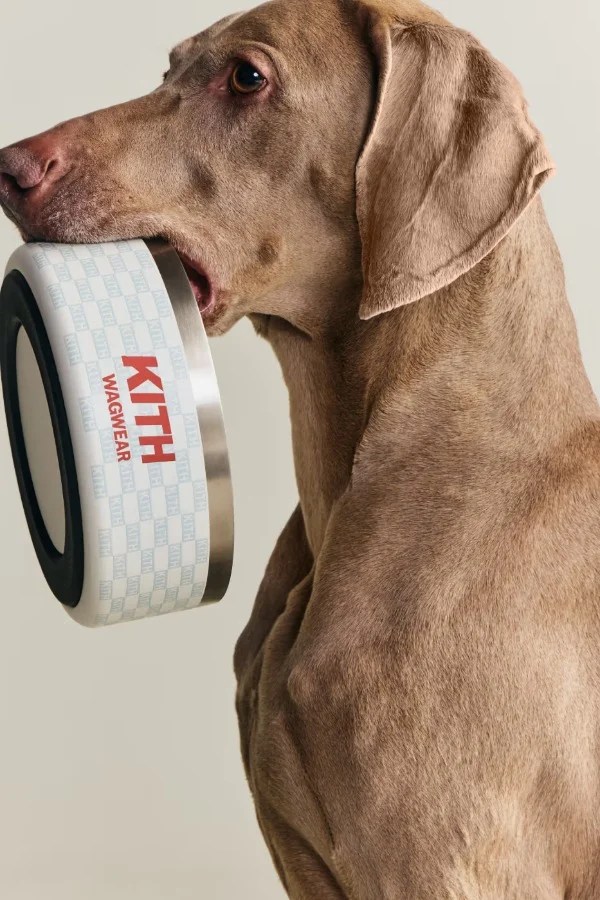 Kith come adidas- ecco la collezione per gli animali domestici