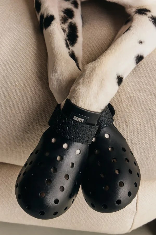 Kith come adidas- ecco la collezione per gli animali domestici